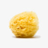 Natural Sea Sponge