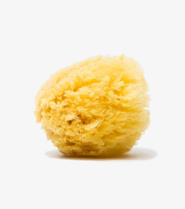 Natural Sea Sponge